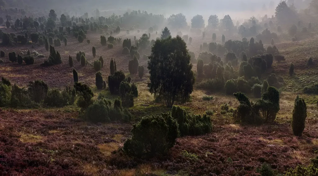 Morgennebel im Totengrund in der Lüneburger Heide
