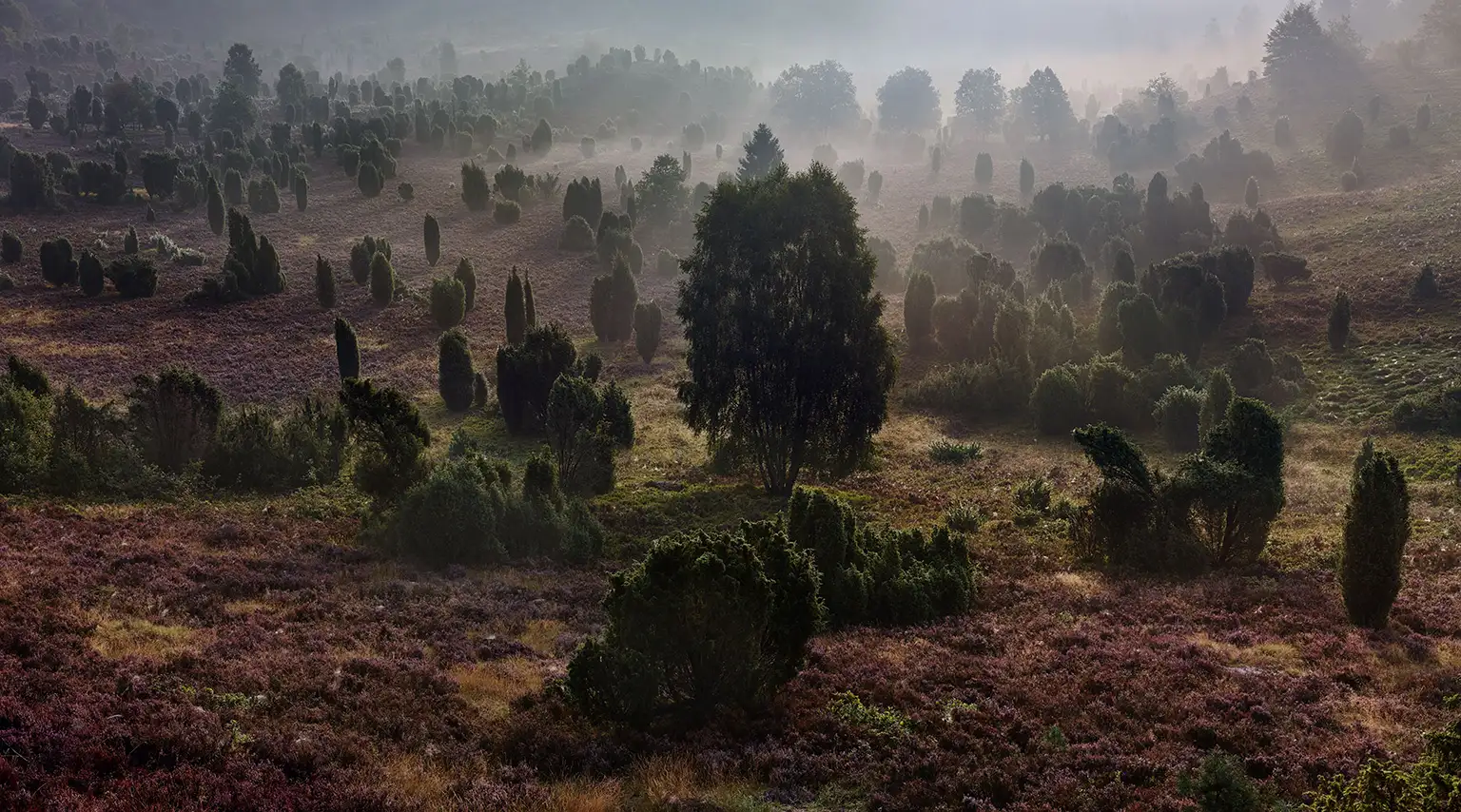 Morgennebel in der Senke des Totengrund in der Lüneburger Heide während der Heideblüte