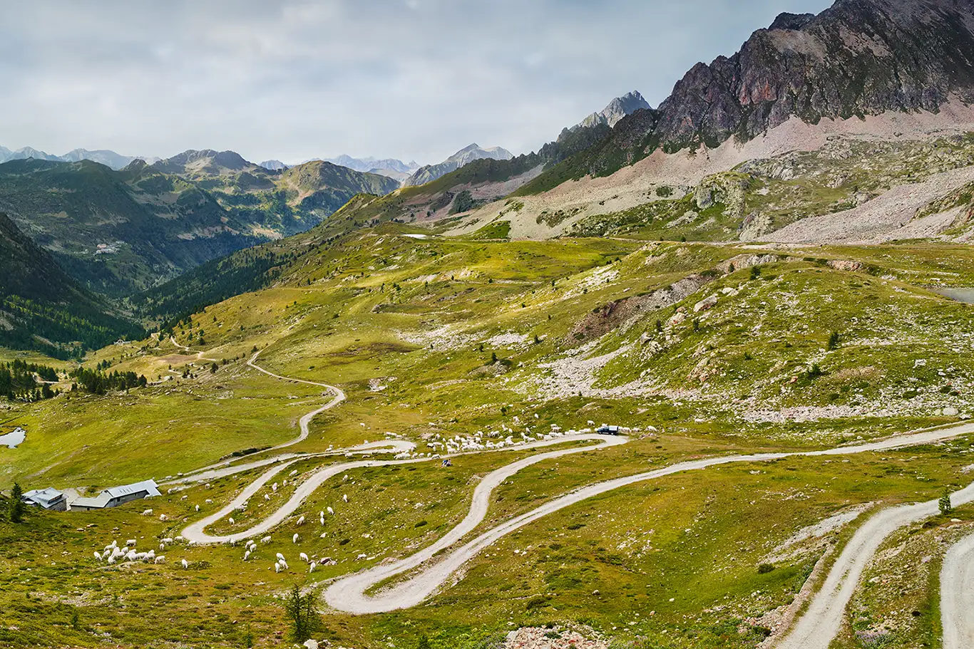 Cows are grazing along a winding gravel road at Colle della Lombarda