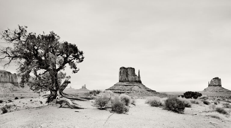 Schwarzweiß-Fotografie im Monument Valley mit Wüstensalbei und einem knorrigen Utah-Wacholderbaum im Vordergrund; im Hintergrund stehen die Felsformationen West Mitten Butte und East Mitten Butte unter weitem Himmel.
