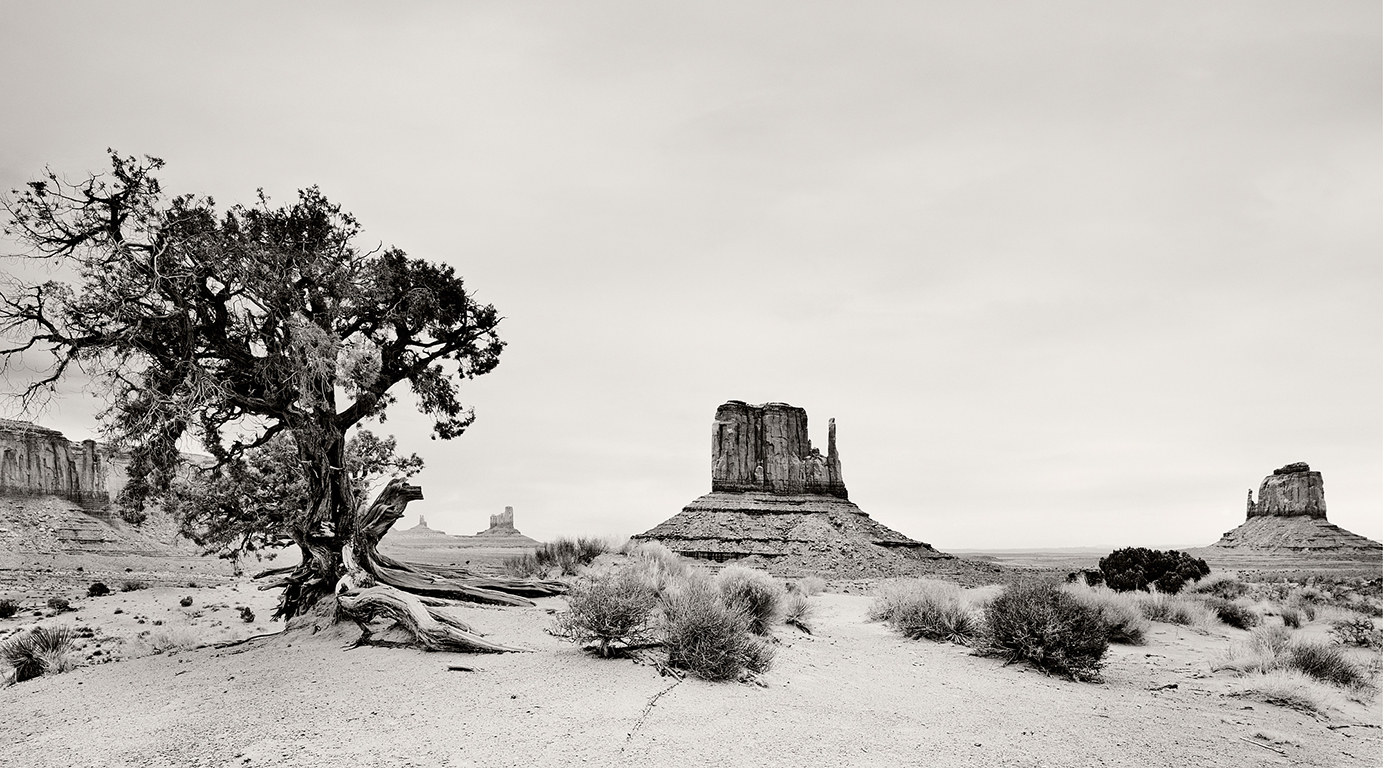 A black-and-white photograph taken in Monument Valley, featuring desert sage and a gnarled Utah juniper tree in the foreground; in the background, the rock formations West Mitten Butte and East Mitten Butte stand beneath a vast sky