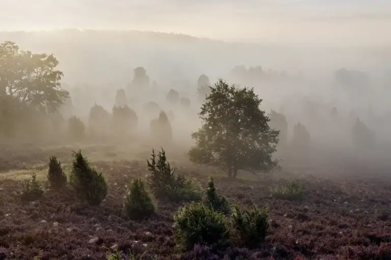 Morgennebel im Totengrund in der Lüneburger Heide während des Heideblüte