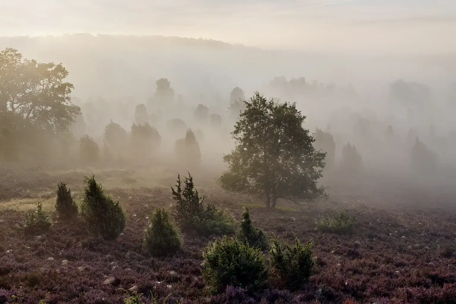 Morgennebel im Totengrund in der Lüneburger Heide während des Heideblüte
