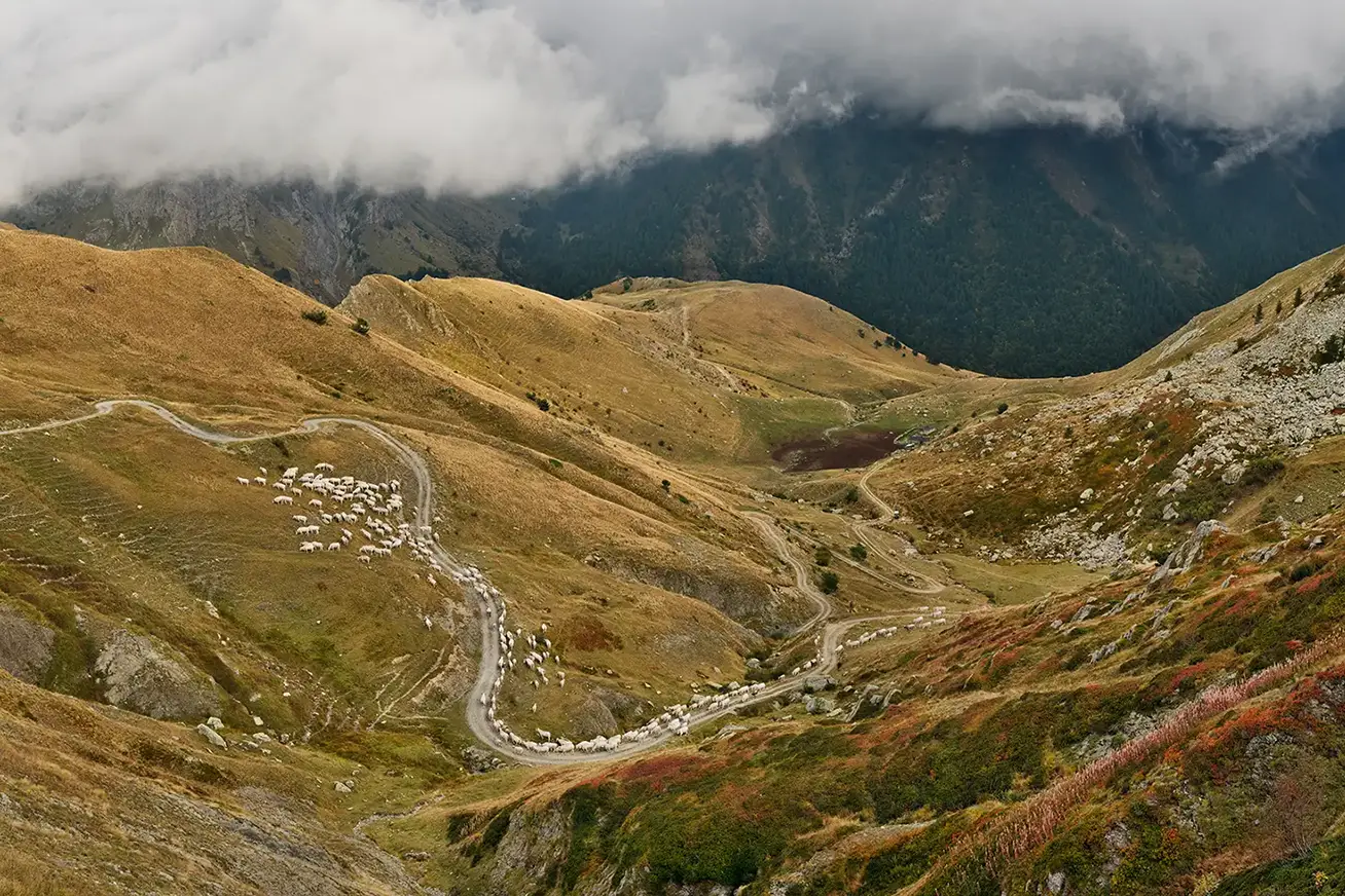 gewundene Schotterpiste mit einer Herde von weißen Kühen am Col de la Perle an der ligurischen Grenzkammstraße